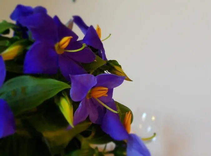 民宿 Kotwica 帕克